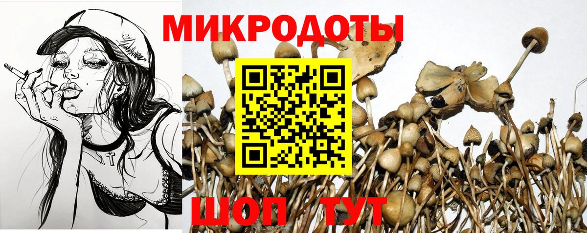 Псилоцибиновые грибы Psilocybe Норильск
